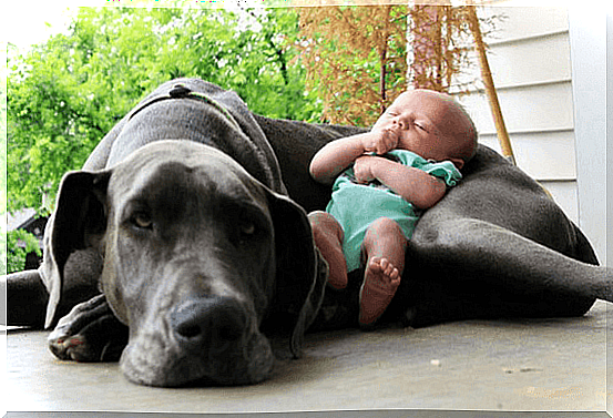 Pets and their behavior around newborn babies