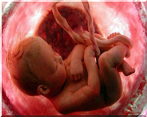 Umbilical cord