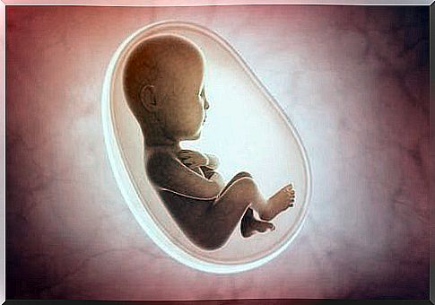 fetus in utero